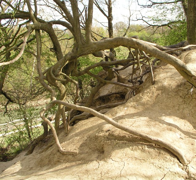 Exposed tree roots